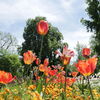 Zu sehen ist ein Blumenfeld bestehen aus orangenen Tulpen